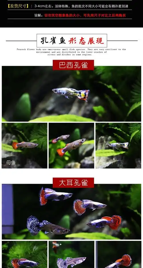 米奇鱼5条包活4条【图片 价格 品牌 报价】-京东