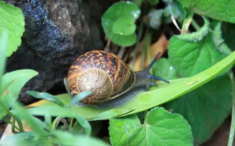 实拍可爱动物蜗牛摄影图片高清壁纸