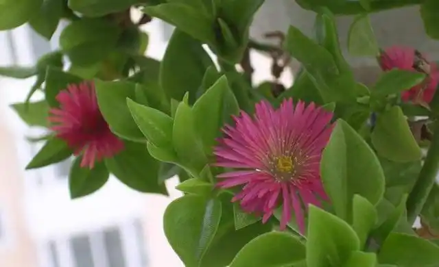 樱花吊兰又叫心叶日中花,它的养殖方法和注意事项!