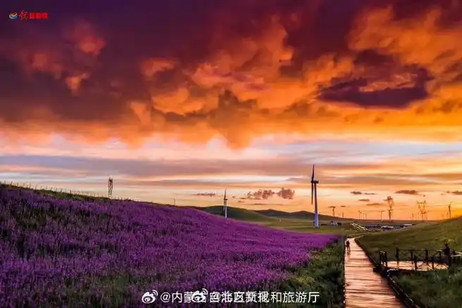 这一植物目前在世界上只有两处,一处在英国,另一处就是在锡林浩特市的
