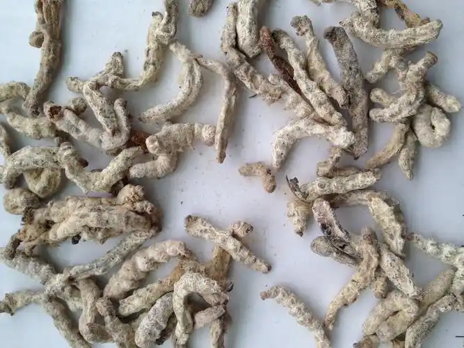 僵蚕 统 广西,广西僵蚕100.00元/千克 统– 数字本草