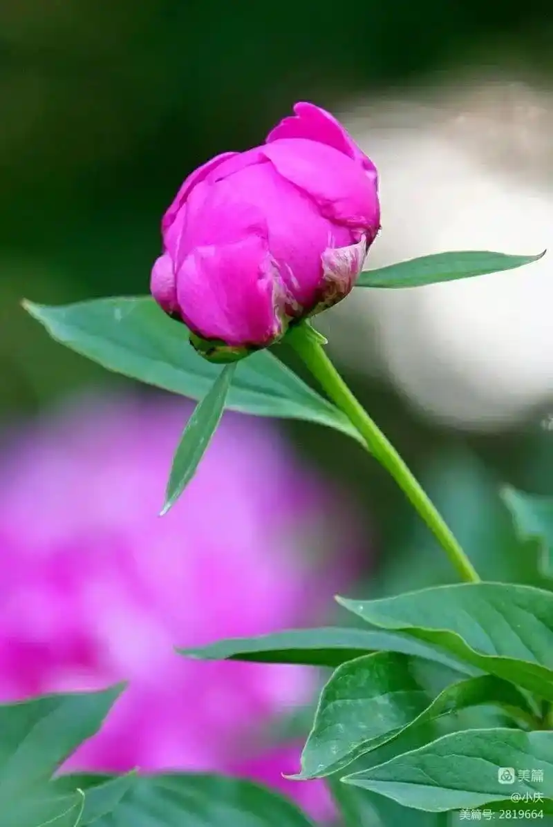 发几张漂亮的花朵图片试试看 - 抖音