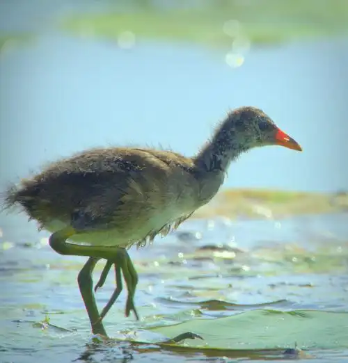 【黑水鸡雏鸟5】
