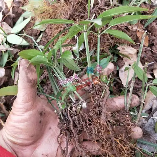 现挖茜草苗新鲜茜草根 茜草藤叶红根草拉拉秧根入药天然染料--爱鉴花