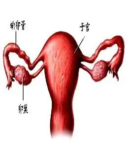 女性的子宫是什么形状