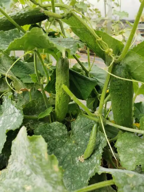 中国带刺短黄瓜又甜又嫩