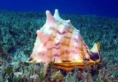 p> a target="_blank" href="/item/万宝螺/4857348" data-lemmaid="