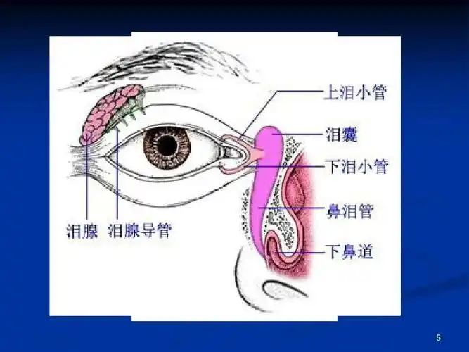 泪器解剖及相应疾病鉴别诊断
