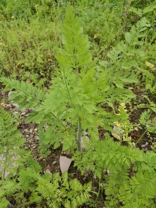 野雏尾金粉蕨 原归属为中国蕨科,金粉蕨属.