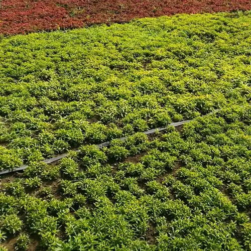 五色草基地红草绿草黄草白草黑草五色草穴盘苗