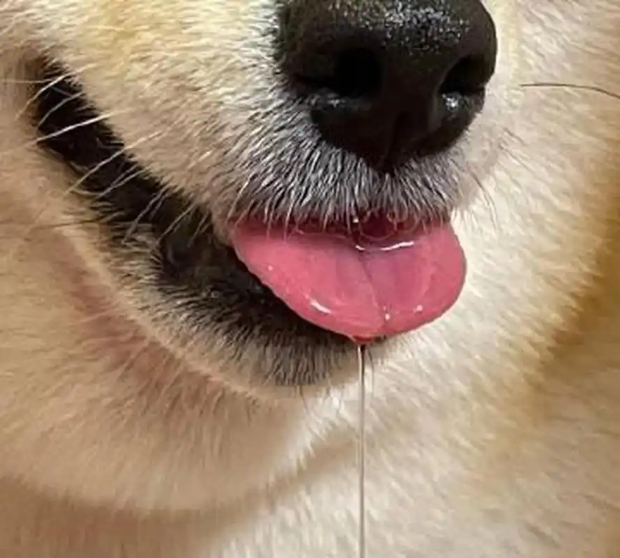 再帅的狗狗也会流口水,还拉丝!