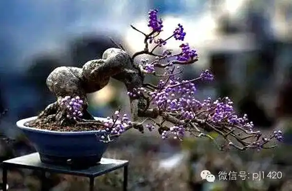 将紫珠做成盆景真是太美了