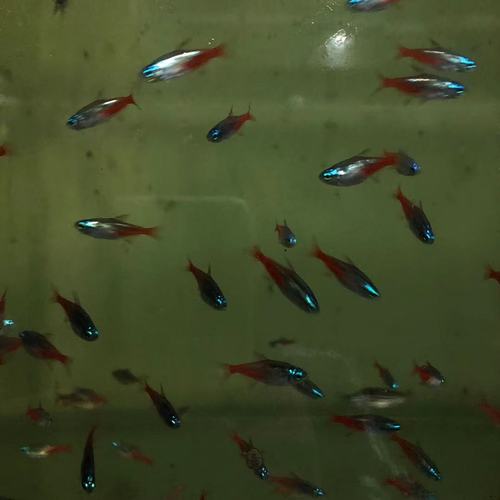 钻石灯红莲灯小型淡水活体宠物鱼热带草缸混养群游鱼红绿灯宝莲灯