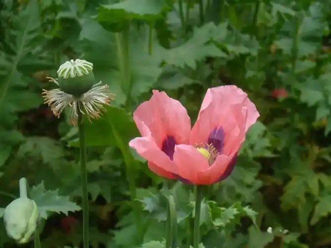 图③ 虞美人,武汉植物园最常见的罂粟科植物莫过于虞美人/papaver