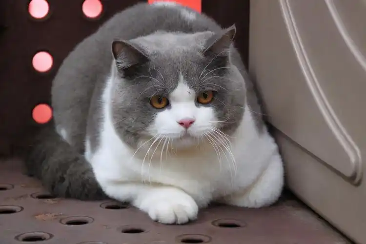 小知识:英短虎斑猫就是不纯吗(英短怎么鉴别是否正宗纯正)-图4