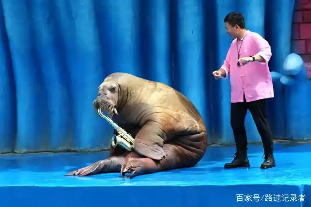 海洋公园海兽秀场的海象表演