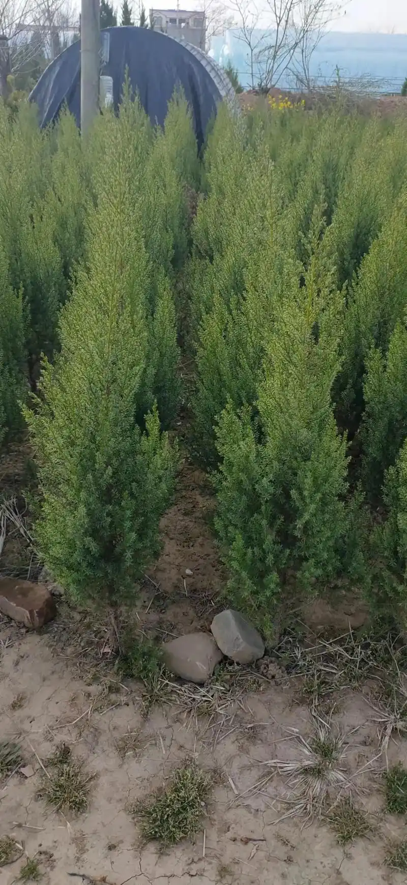 处理塔柏高60公分,70公分,80公分,90公分,1米,1. - 抖音