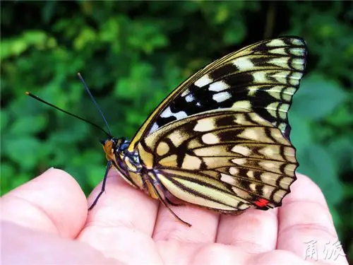 第216种蝴蝶!宁波首次发现"日本国蝶"