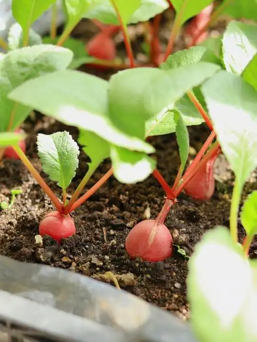 阳台种菜樱桃萝卜0978的生长变化
