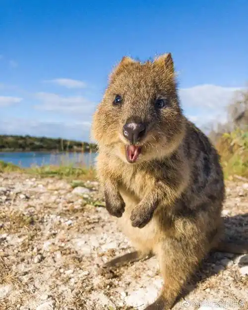 卖萌一级棒的澳洲短尾矮袋鼠笑容治愈力满分67