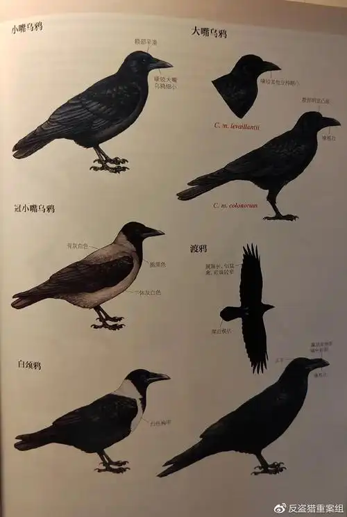 天下乌鸦一般黑,这两种却被"黑得最惨"?