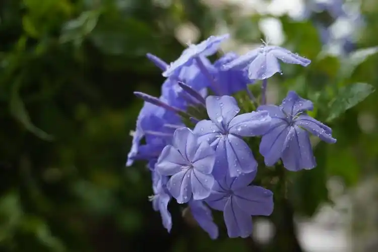 雨中花影:大自然的诗意馈赠