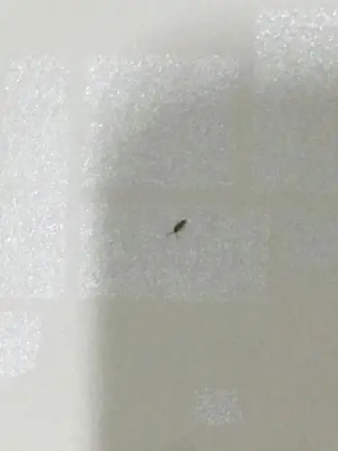 这是蟑螂幼虫么 在线等 真的很急 家里有挺多的 麻烦解答一下 谢谢