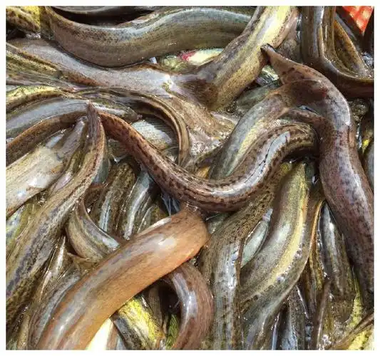 泥鳅有什么营养价值这些人千万不要吃