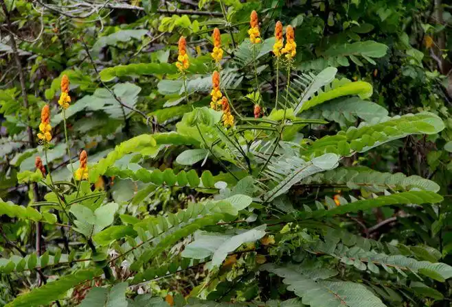 科名:豆科(leguminosea)铁刀木属(senna)