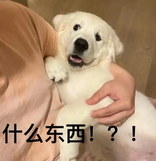 自家狗子的表情包