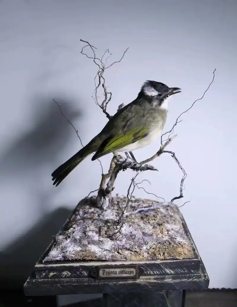 小众爱好～标本走起～鸟标本～白头鹎标本～#标本 #鸟类 #奇 - 抖音