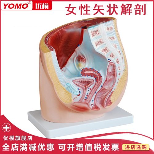 优模 女性矢状解剖(1件)女性盆腔矢状切面模型 妇科计生医学教具 人体