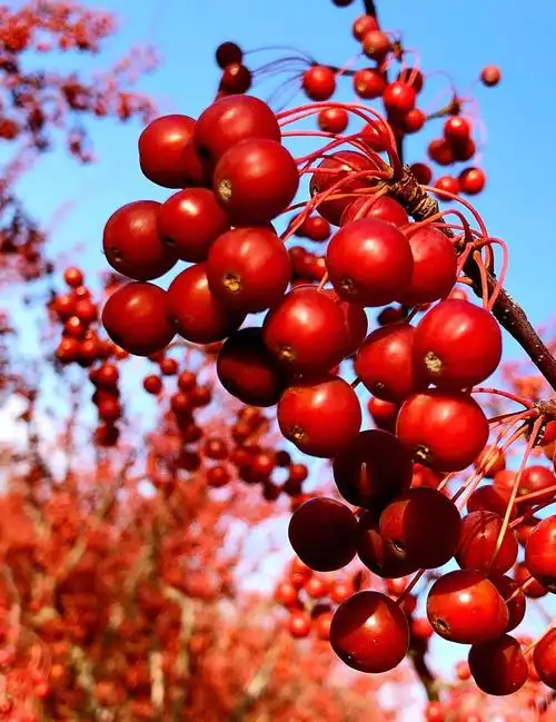 冬红海棠(冬红海棠果的功效)