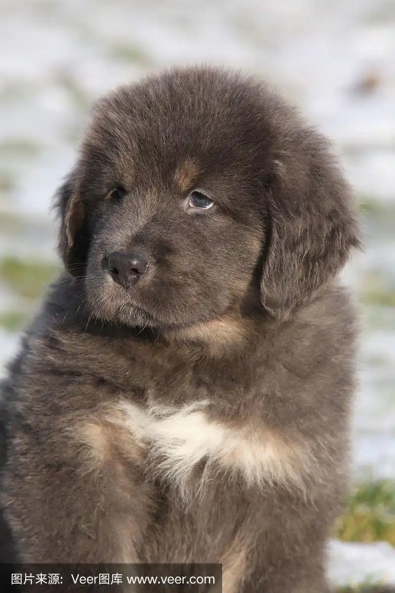 神奇的藏獒幼犬