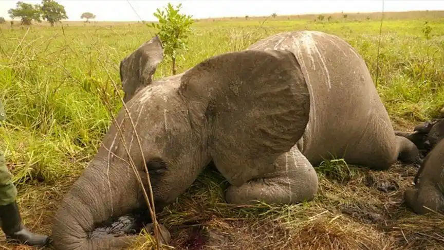 不幸被困住的野生动物,却又是幸运的,它们遇到了很多好心人