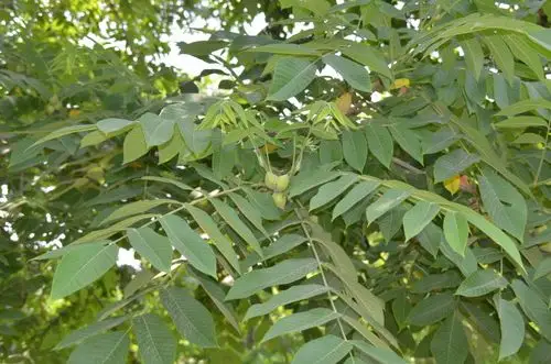 核桃楸图片核桃楸木本野菜图片