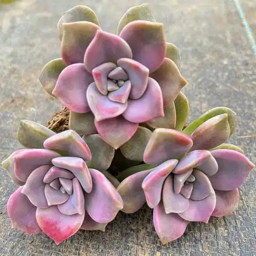 紫乐多肉单头多头群生阳台露天新手好养基地直发多肉植物特价清仓