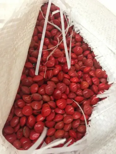 红豆 相思豆 菩提子 大量批发原料 10公斤起批