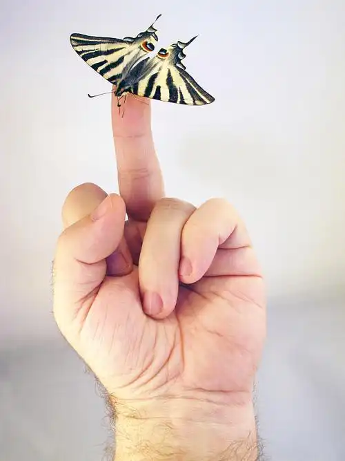 一只手的手指上有蝴蝶图片下载
