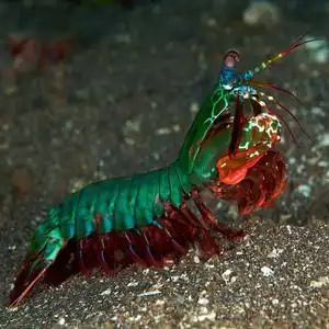 渔家赶海淘宝五彩皮皮虾活体观赏 彩虹螳螂虾 海水宠物虾 琵琶虾蛄