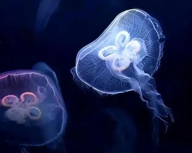 回顾能无限重生地球上已知永生的动物灯塔水母有多厉害