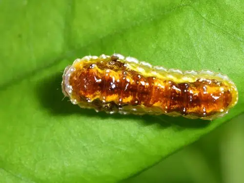 果冻某种蛾的幼虫