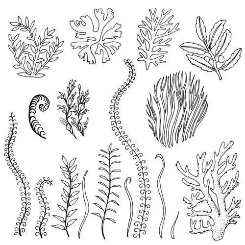 简笔画海藻的简笔画金鱼藻简笔画带颜色珊瑚海藻的简笔画金鱼藻简笔画