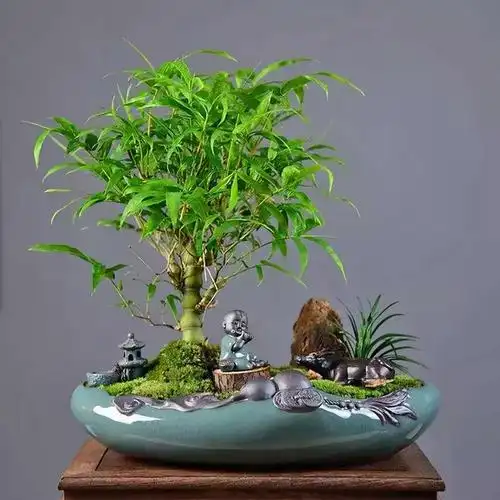 南方庭院适合种什么竹子,南方庭院种什么植物风水好又旺财(家中养"5种