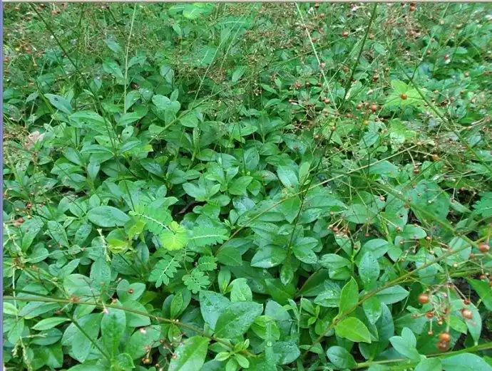 农村这种名字土得掉渣的土人参,作用和功效还真的不少