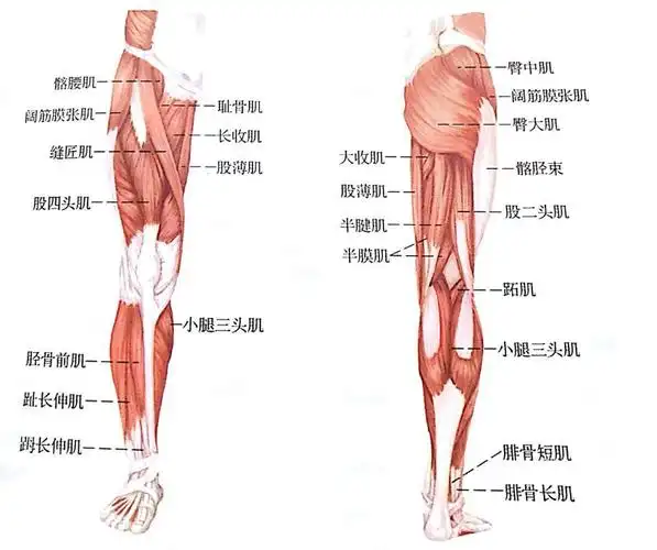 纳西亚健身系列之【泡沫轴放松】胫骨前肌泡沫轴放松方法