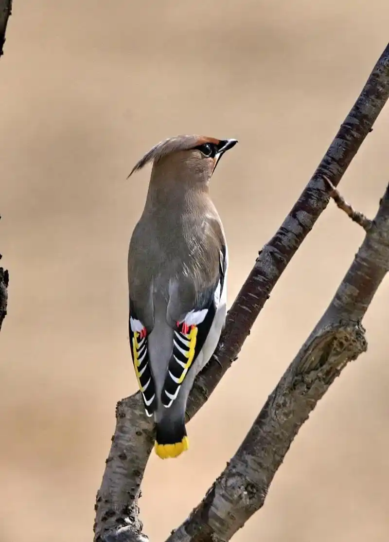 太平鸟,一种灵动而优雅的鸟类,以其独特的羽毛和悦耳的鸣声而闻名.