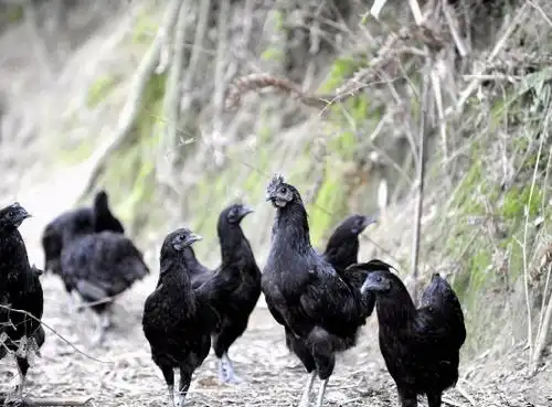 五黑鸡