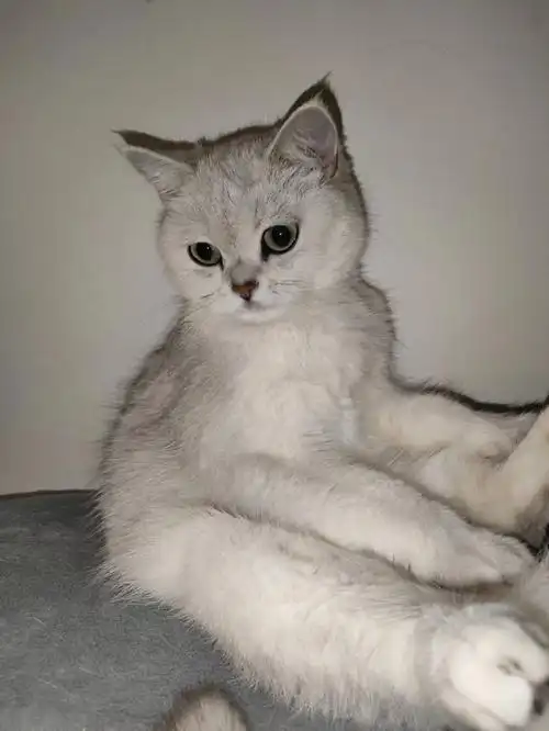 银渐层母猫配种啦仅限成都已找到