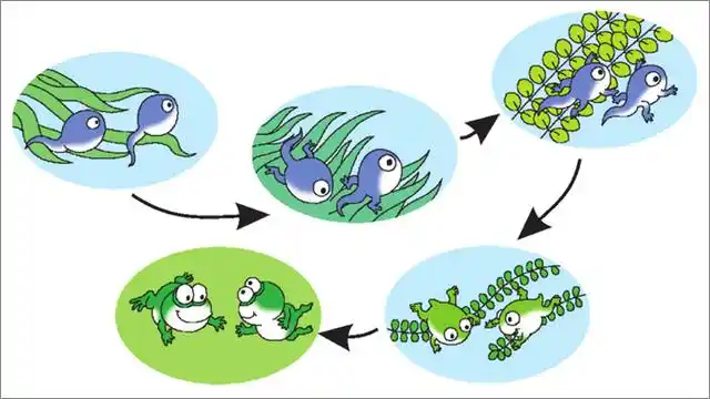 按顺序把下面的图片连起来,再讲一讲小蝌蚪找妈妈的故事.